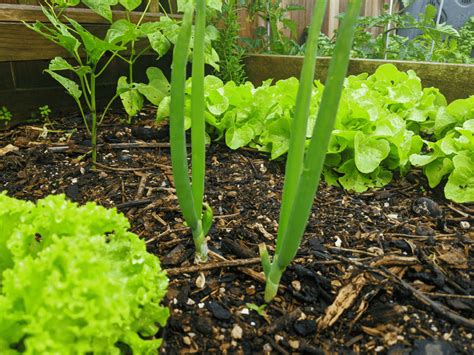 Spring Onions In Compost