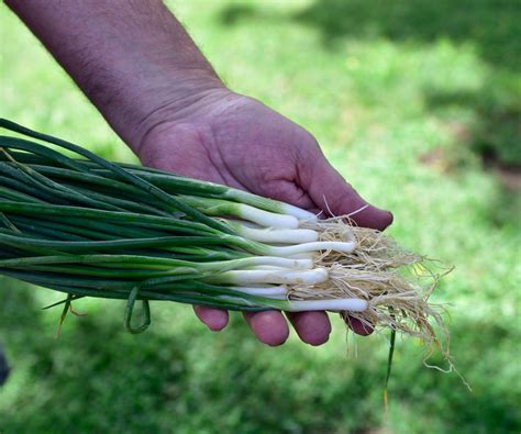 How to know when onions are ready for harvest. Plants, Home vegetable