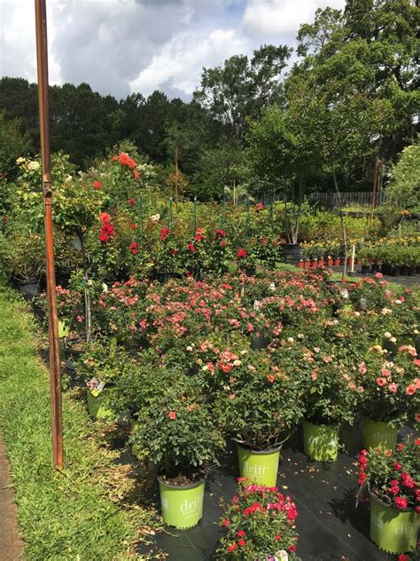 Landscaping Companies Bay County FL Lisenby Nursery & Outdoors