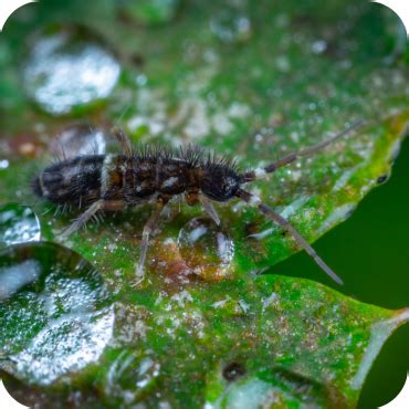springtail pest control