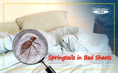 Springtails In Bed Sheets