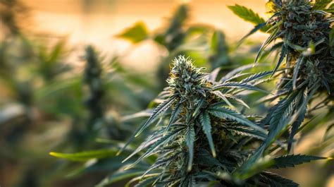 Sprinkles Strain Effects