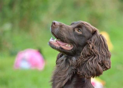 Sprocker Calendar 2024