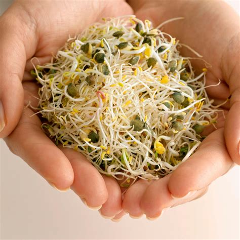 sprout alfalfa seeds