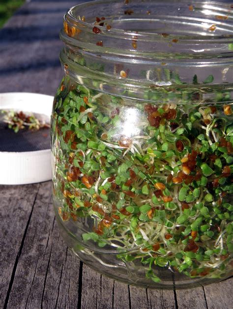 sprout alfalfa seeds in quart mason jar