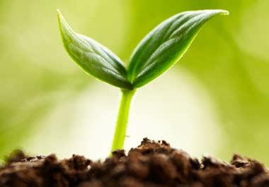 Sprout Leaves Definition