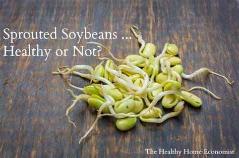 Sprouted Soybeans Toxic