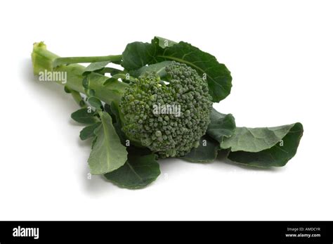 Sprouting Broccoli Definition