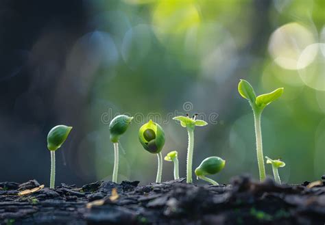 Sprouting Flower Seeds