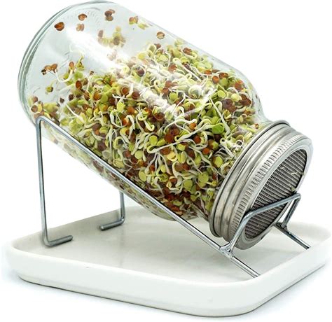 Sprouting Jars Uk