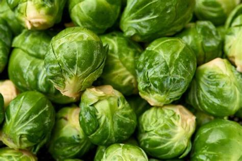 sprouts adalah