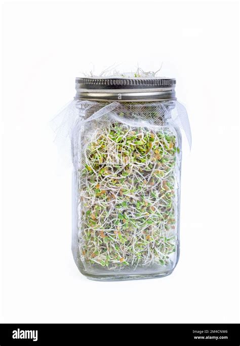 Sprouts In Bottle
