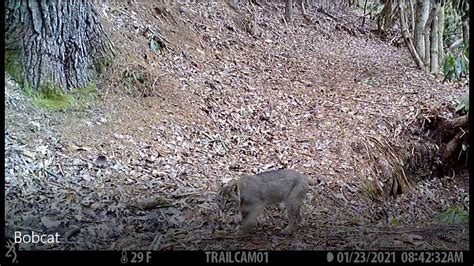 Spruce Pine Nc Live Cam