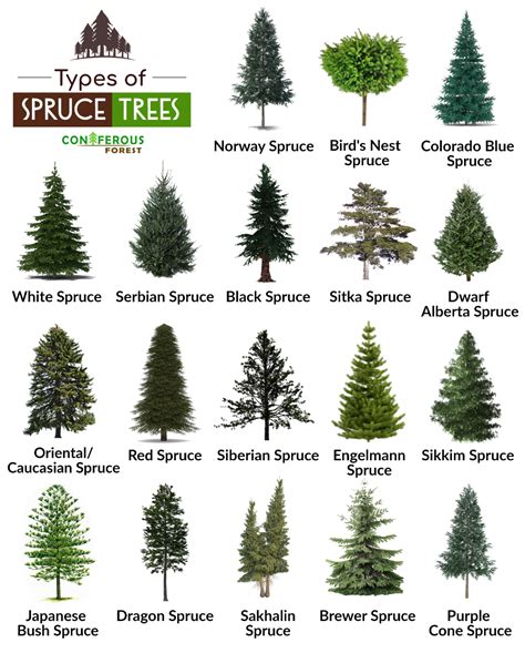 Spruce Tree Information