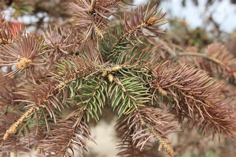 spruce trees turning brown needles