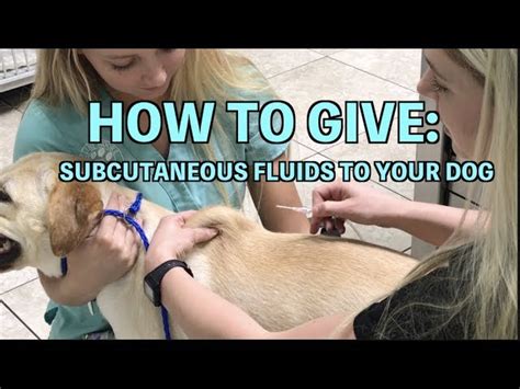 Improving Client Compliance Administering SQ Fluids to Your Dog at