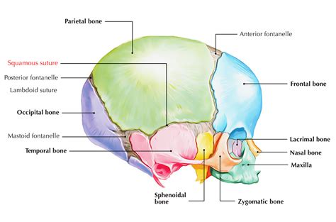 Unveiling the Secrets of Squamous Sutural Bone: A Key to Bone Structure