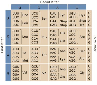 Square Codon Chart