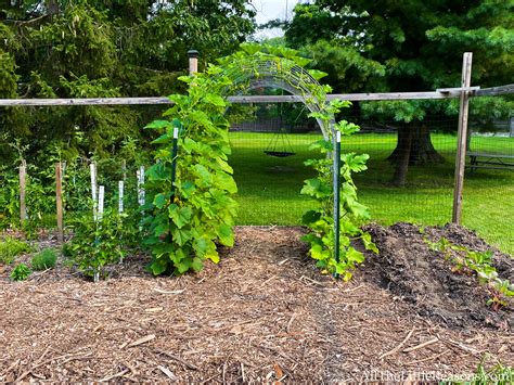 Squash And Zucchini Trellis