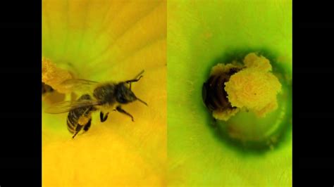 Squash Bee Vs Honey Bee