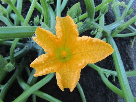 Squash Blossoms Open