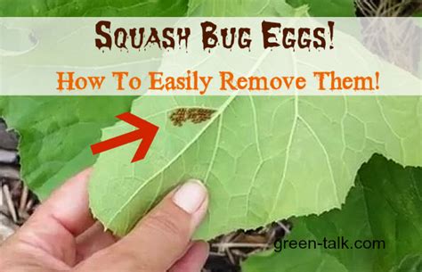 Squash Bug Egg Removal