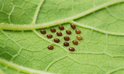 Squash Bug Egg Size