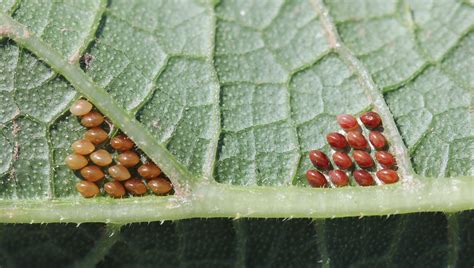 Squash Bug Eggs On Leaves