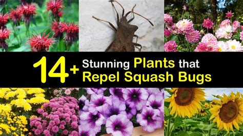 Squash Bug Natural Repellent