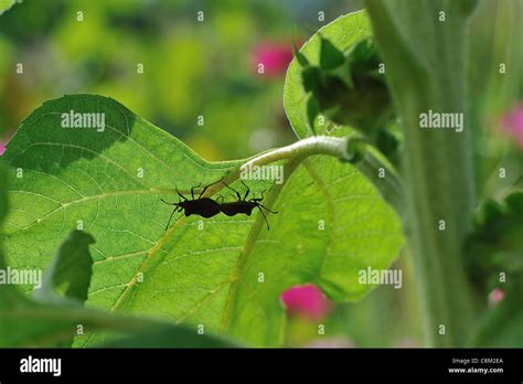 Squash Bug On Sunflower