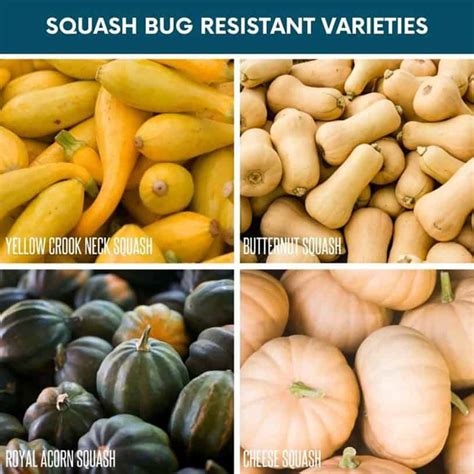 Squash Bug Resistant Varieties