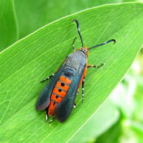 Squash Bug Vine Borer
