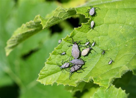 Squash Bugs Def