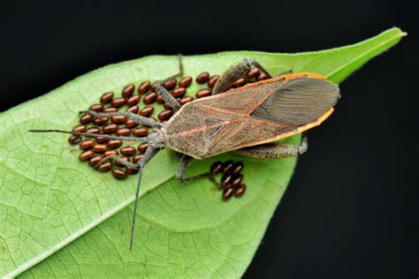 Squash Bugs Uk