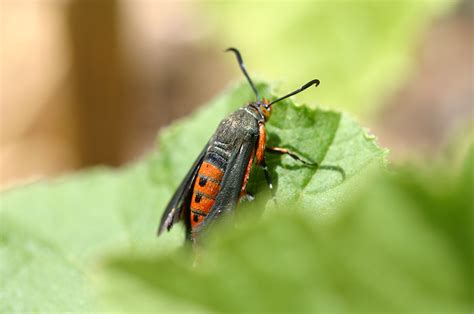 Squash Bugs Vine Borer