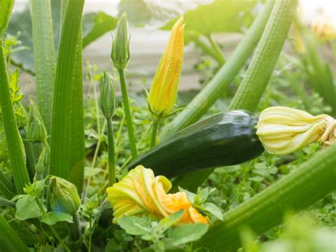 Squash Fruit Falling Off