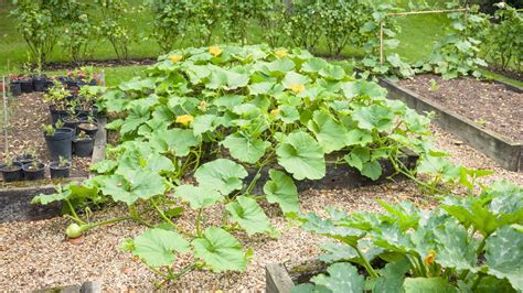 Squash In Raised Beds