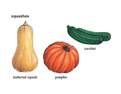 Squash Meaning Pumpkin