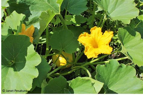 Squash Plants Examples