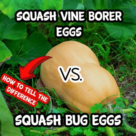 Squash Vine Borer Eggs Vs Squash Bug Eggs