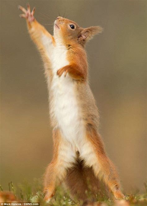 squirrel dance moves