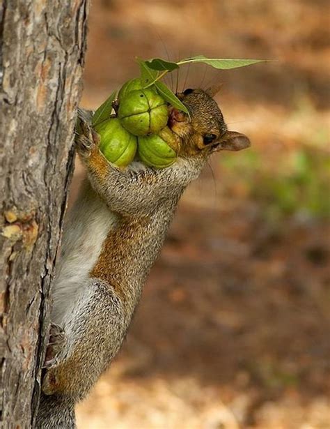 squirrel hiding nuts