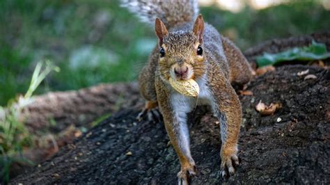squirrel hoarding nuts