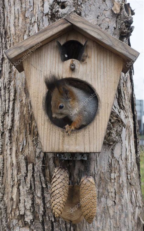 squirrel treehouse