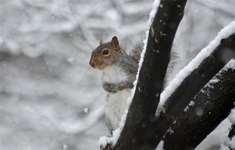 Squirrel Adaptations In Winter