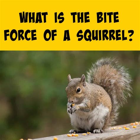 Squirrel Bite Side Effects