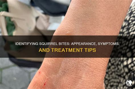 Squirrel Bites In Dogs