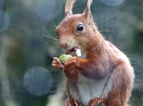 Squirrel Eating Hazelnut