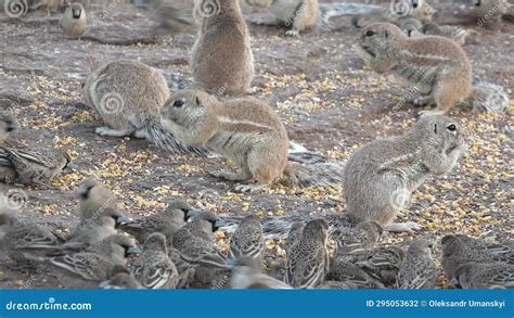 Squirrel Family Behavior