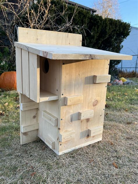 Squirrel House Reddit